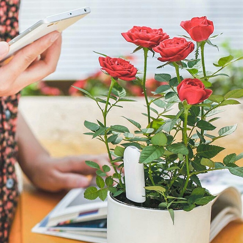 HHCC Cura dei fiori Smart Plan - Smart Garden Xiaomi recensione e prezzo